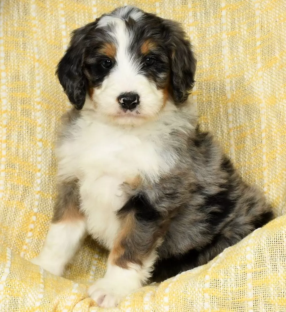 Bernedoodle