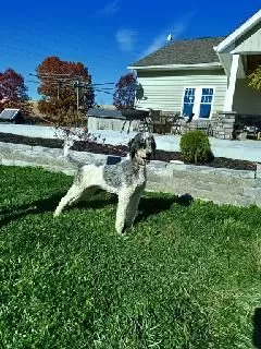 Puppy Name: Blue Moon