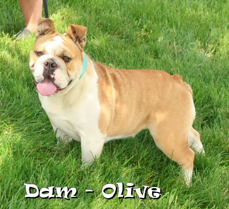 Olive