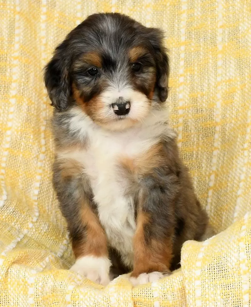 Stella