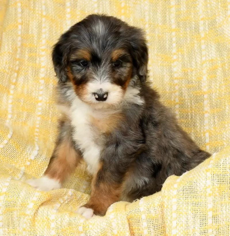 Stella