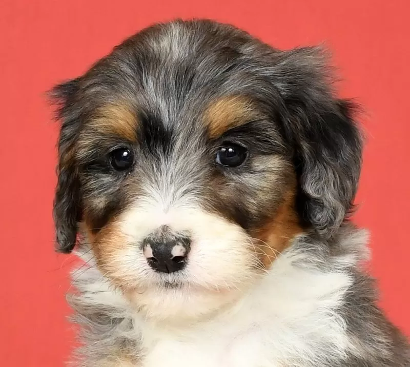 Stella