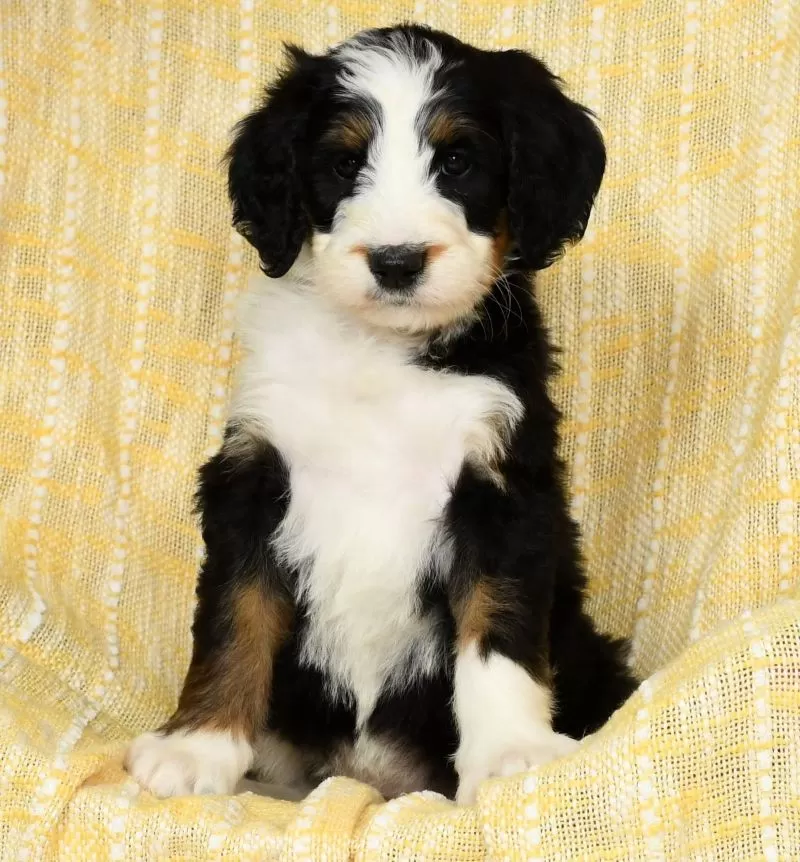 Mia