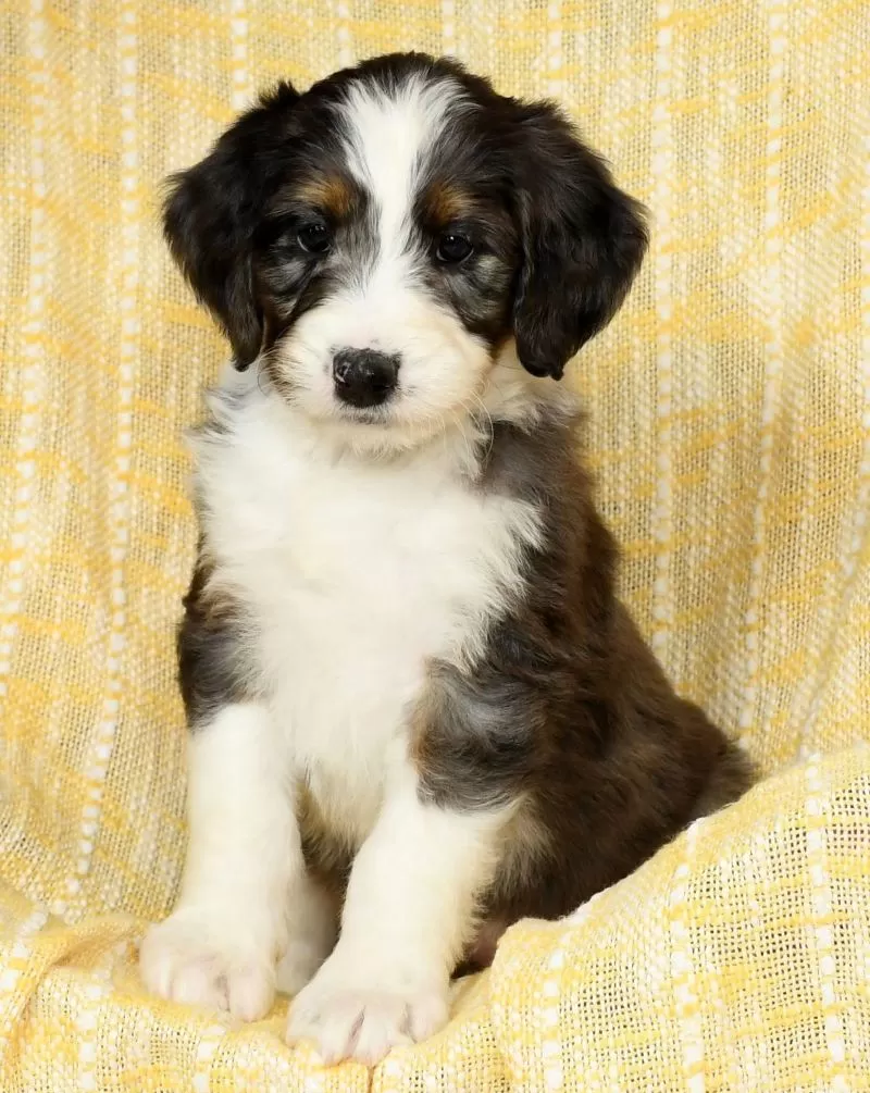 Roxie