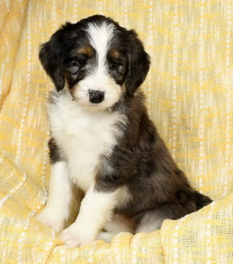 Roxie