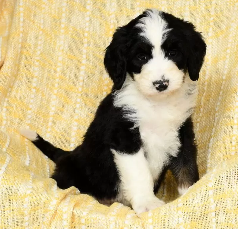 Sophie