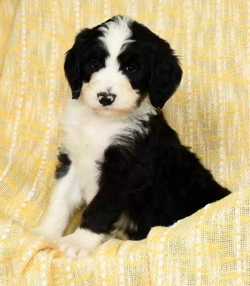 Sophie