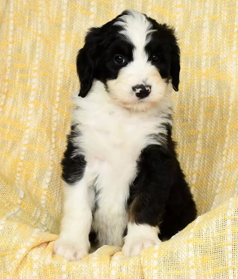 Sophie