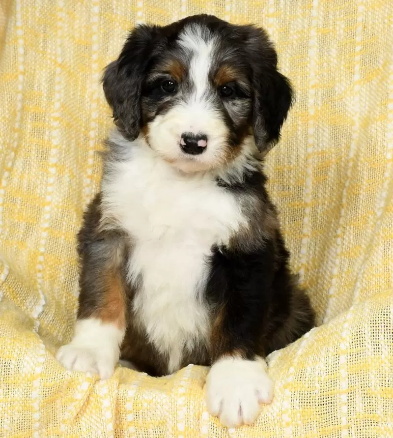 Ollie