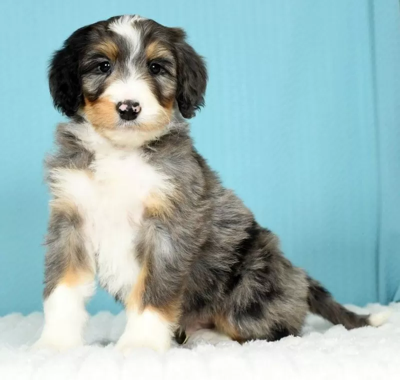 Puppy Name: Oscar