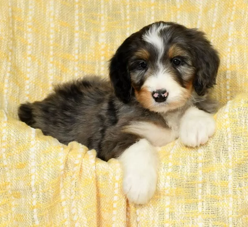 Oscar