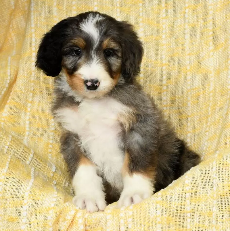 Oscar