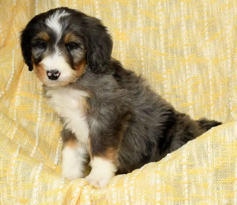 Oscar