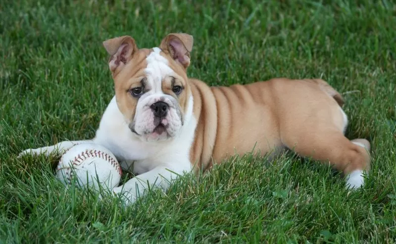 Puppy Name: Olive