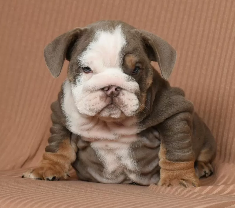 Roxy