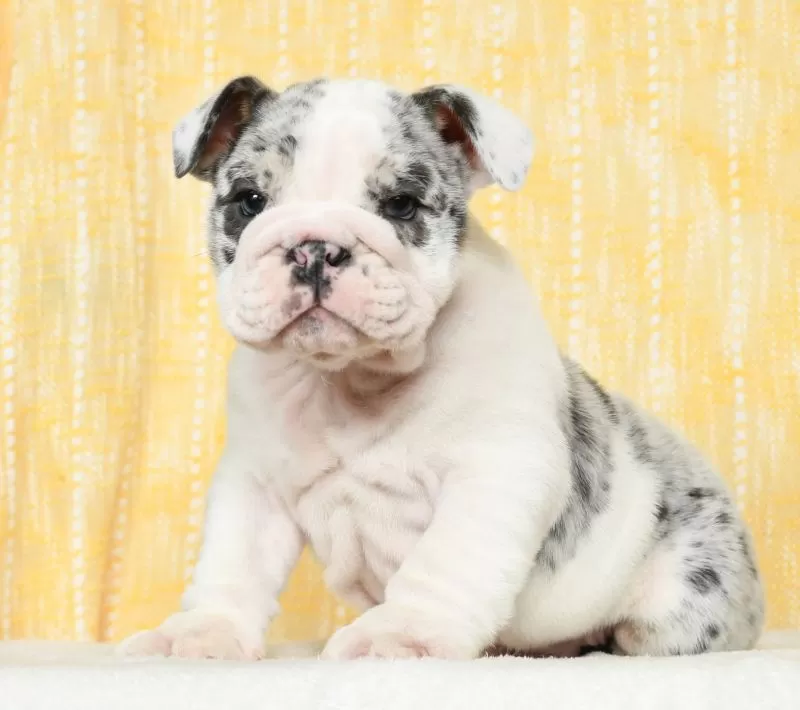Diesel