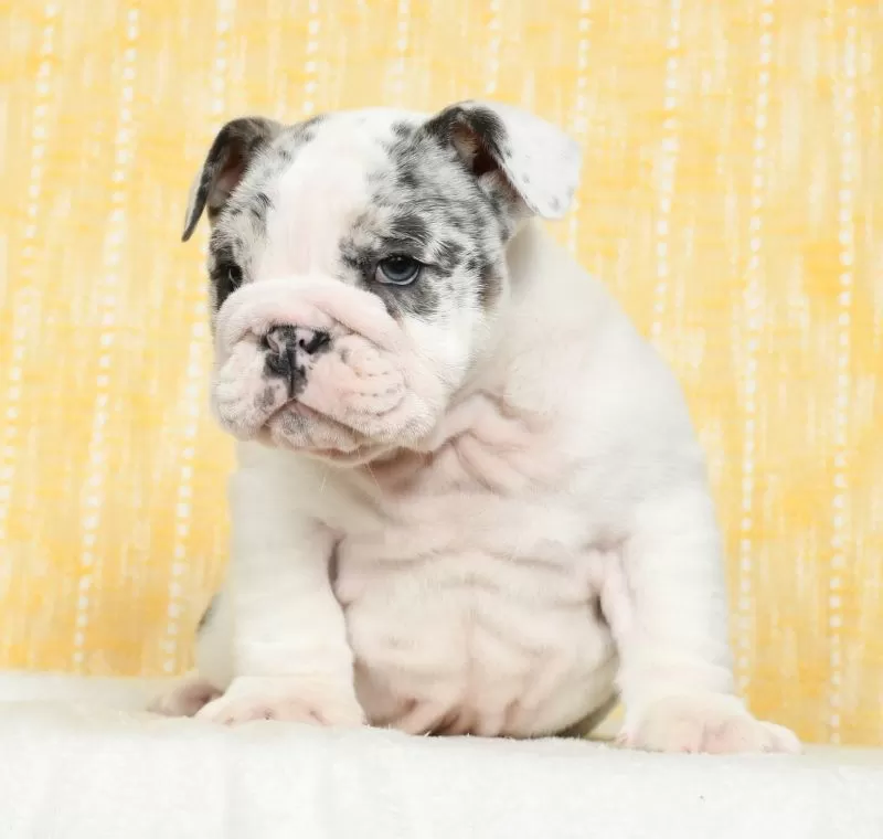 Diesel