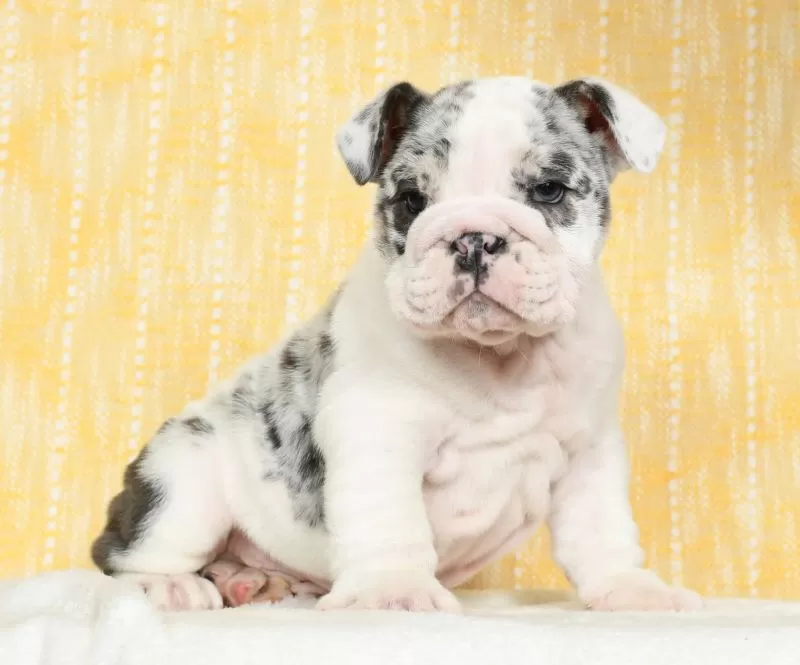 Diesel