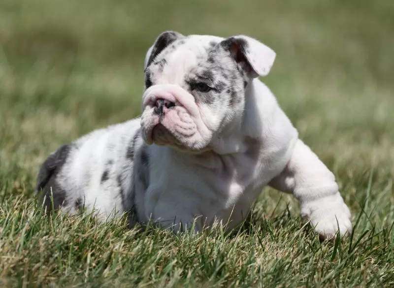 Diesel