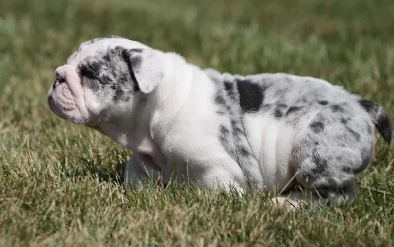 Diesel