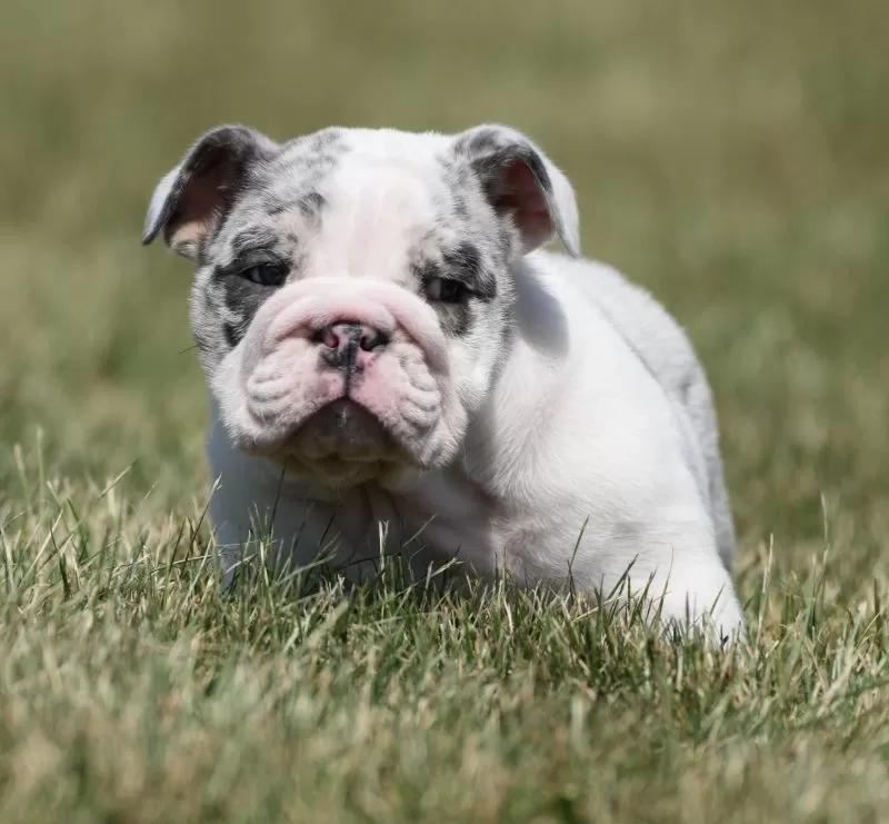 Diesel