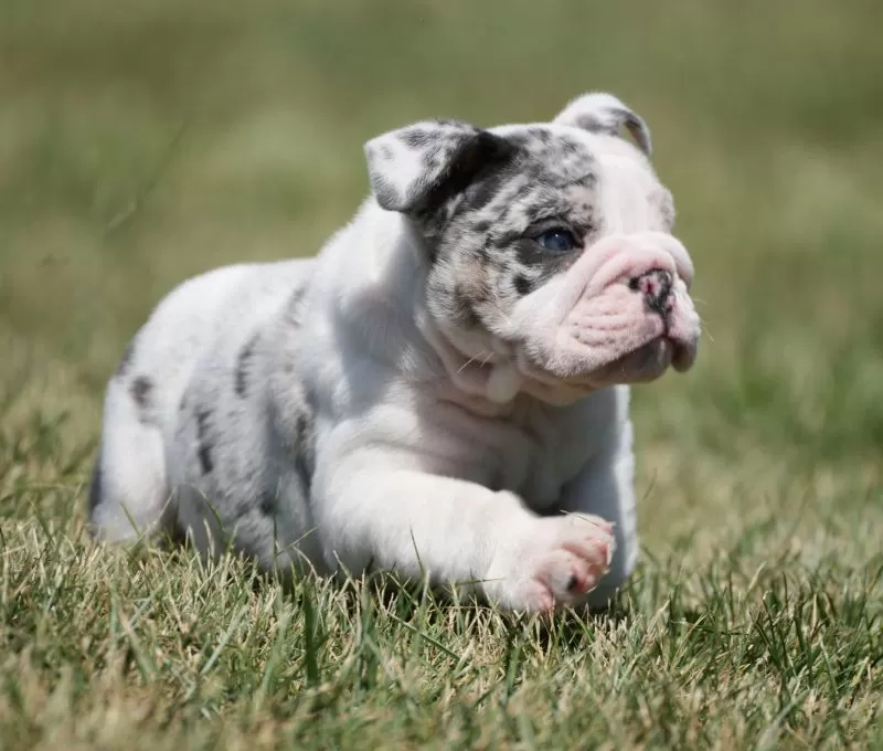 Diesel