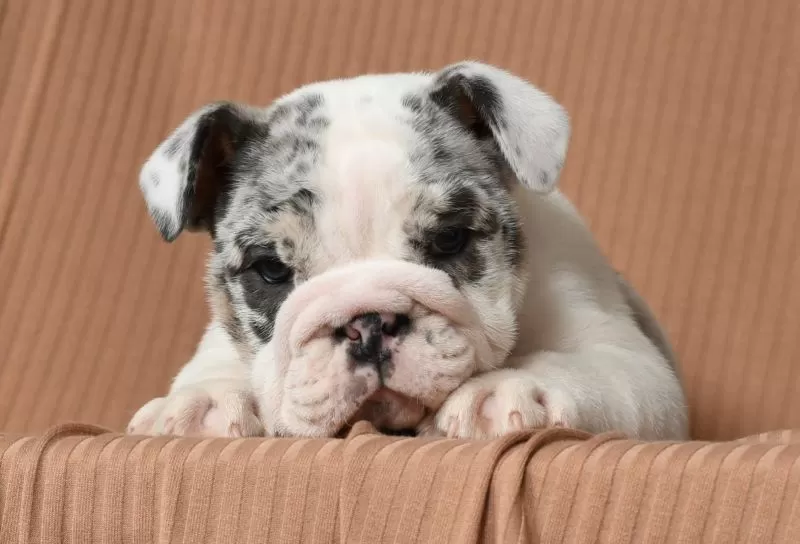 Diesel