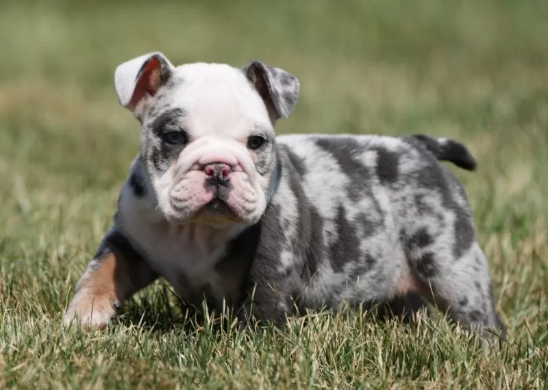 Dozer