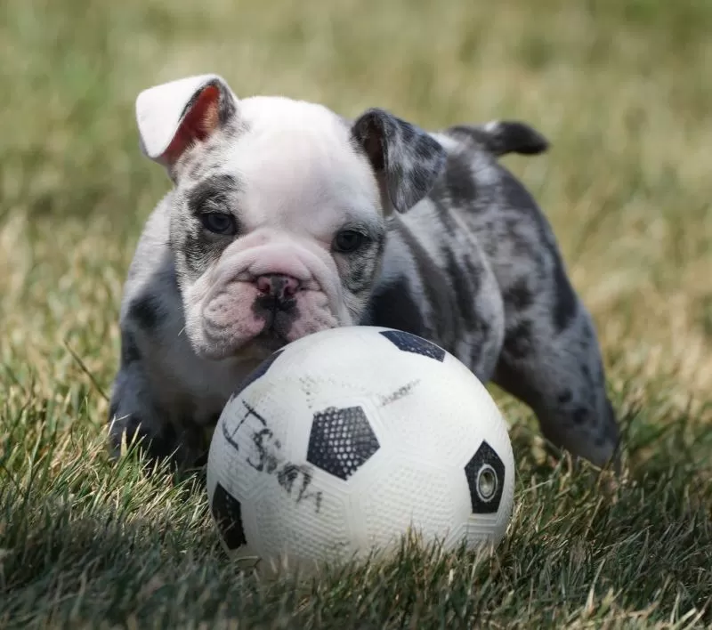 Dozer