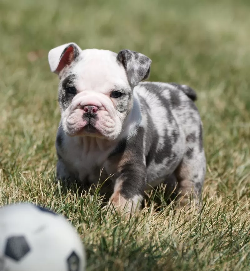 Dozer