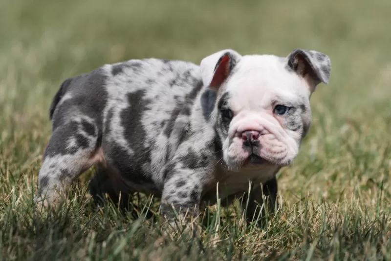 Dozer