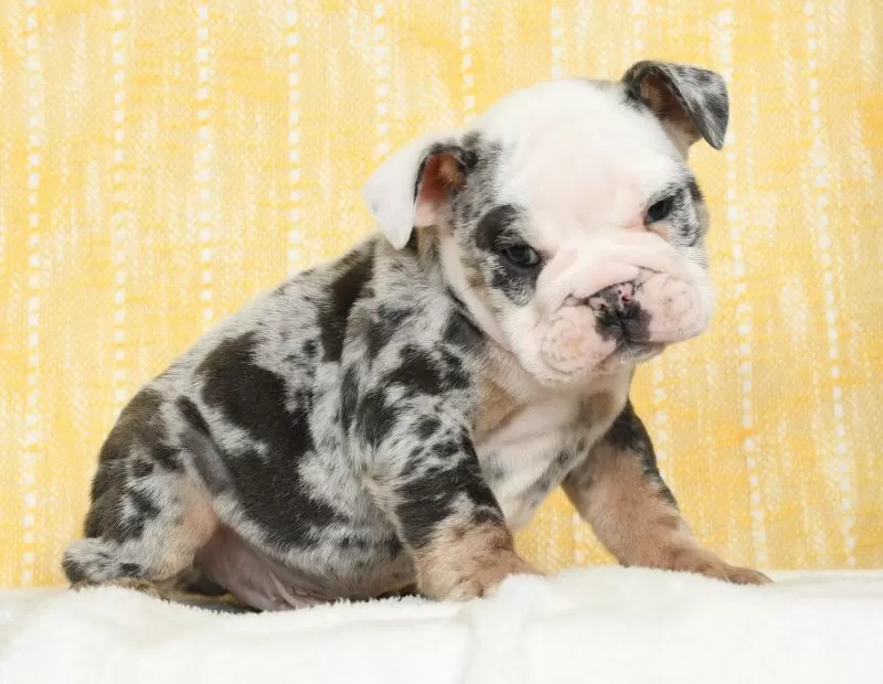 Dozer