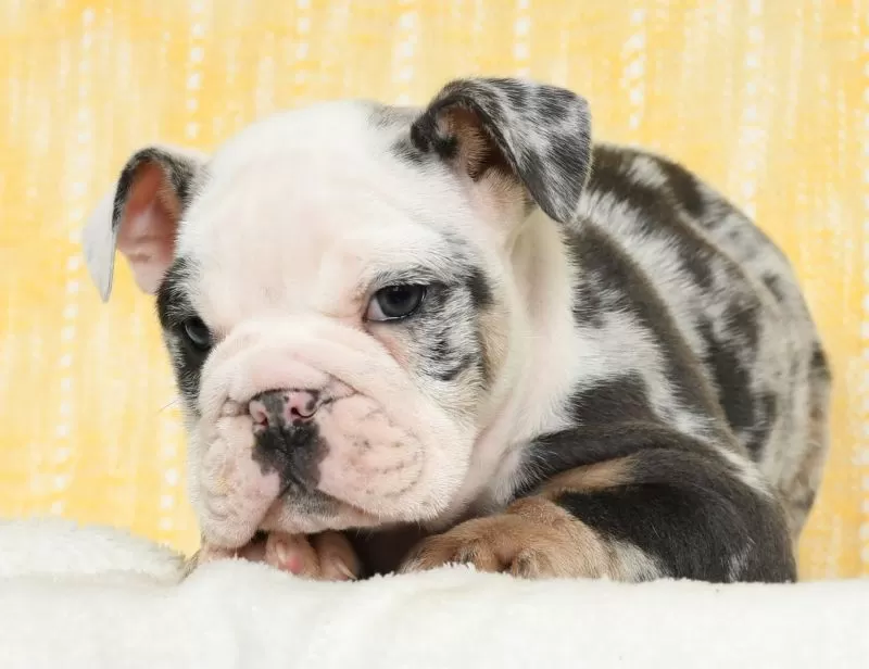 Dozer