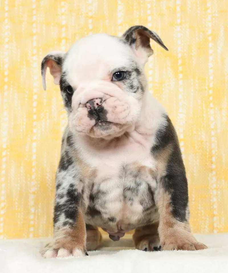 Dozer
