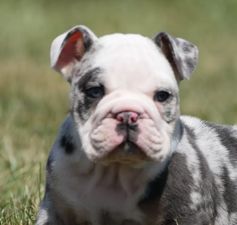 Dozer