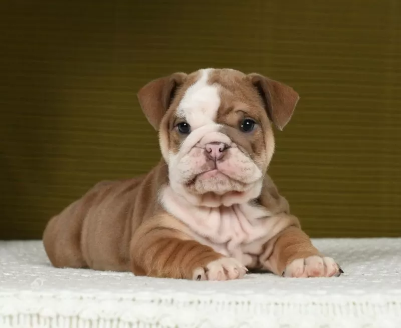 Puppy Name: Stella