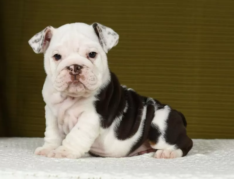 Puppy Name: Poppy