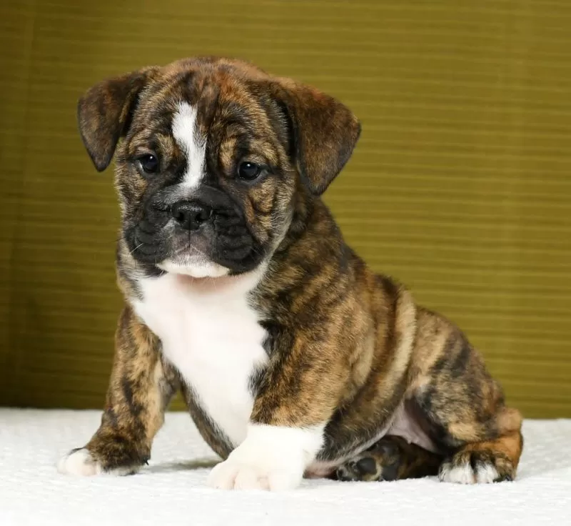 Puppy Name: JoJo