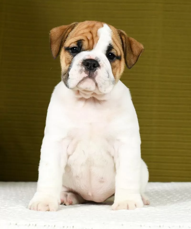 Puppy Name: Ivy