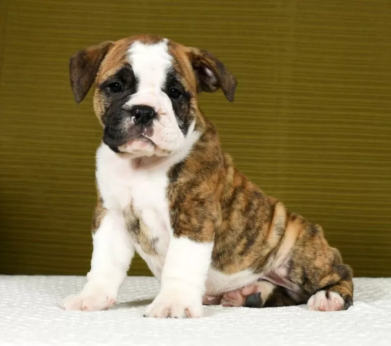 Puppy Name: Winston