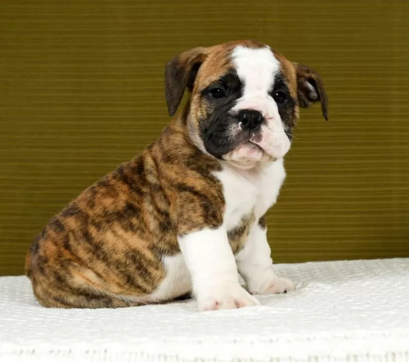 Winston