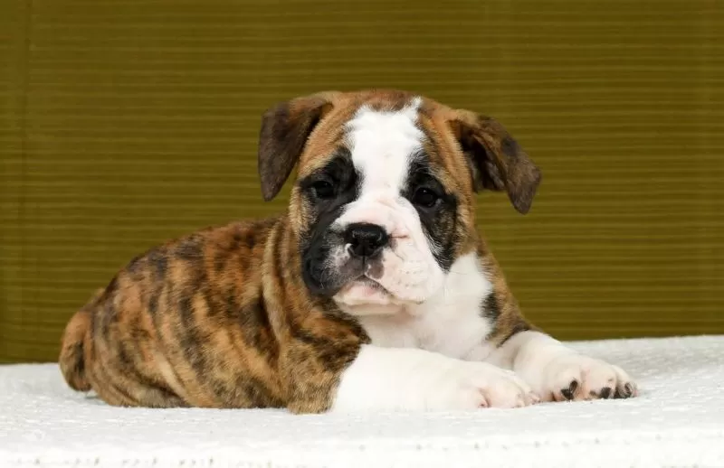 Winston