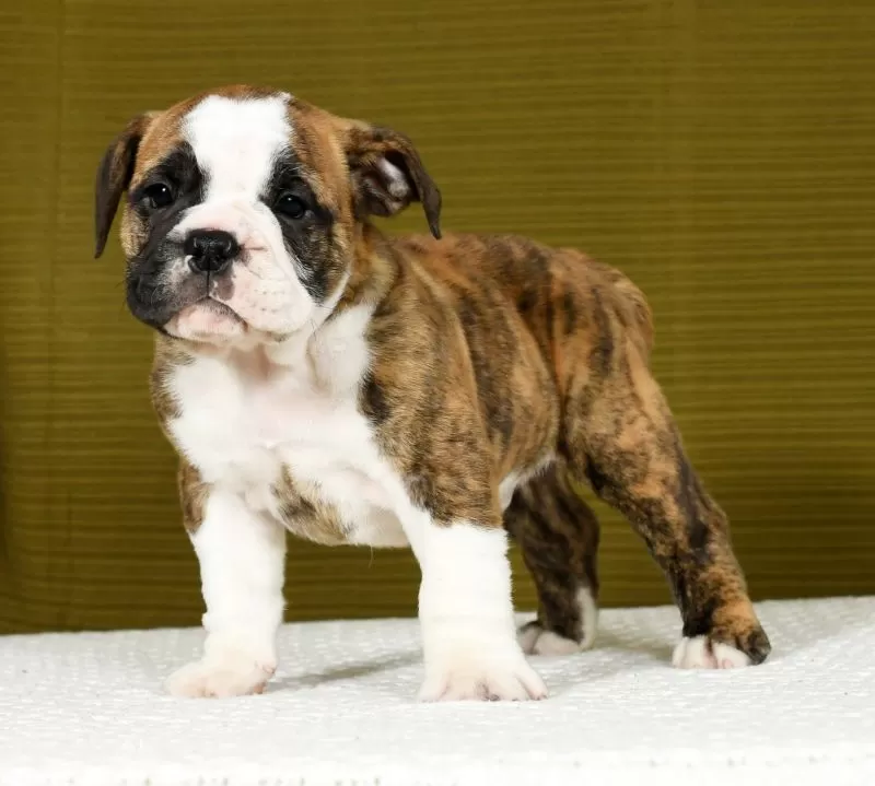 Winston