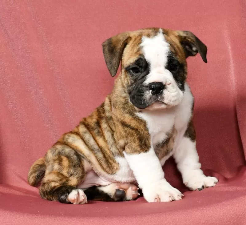 Winston