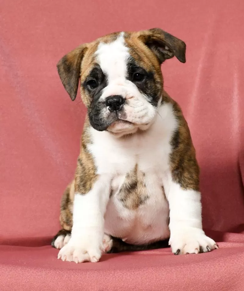 Winston