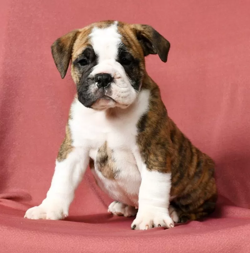 Winston
