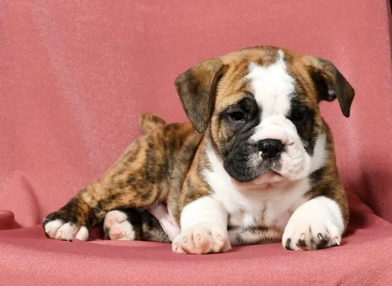 Winston