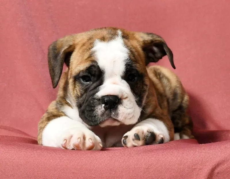 Winston