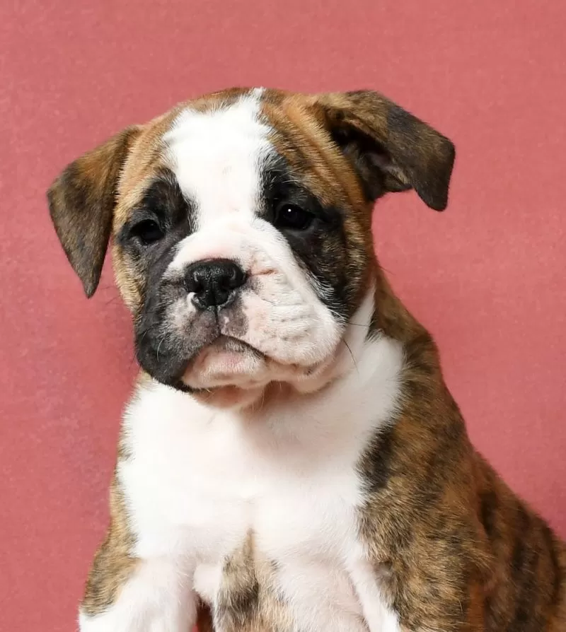 Winston