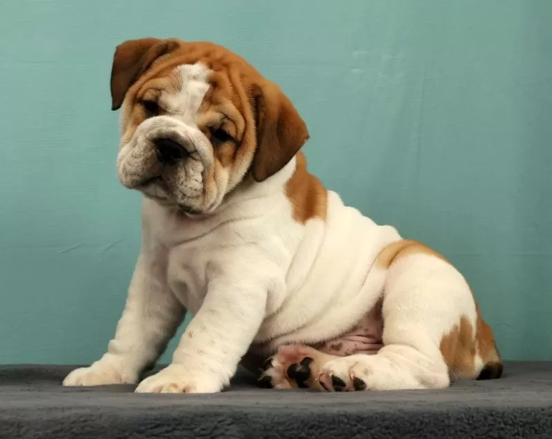 Puppy Name: Captain